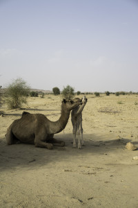 jaisalmer - Thar Desert