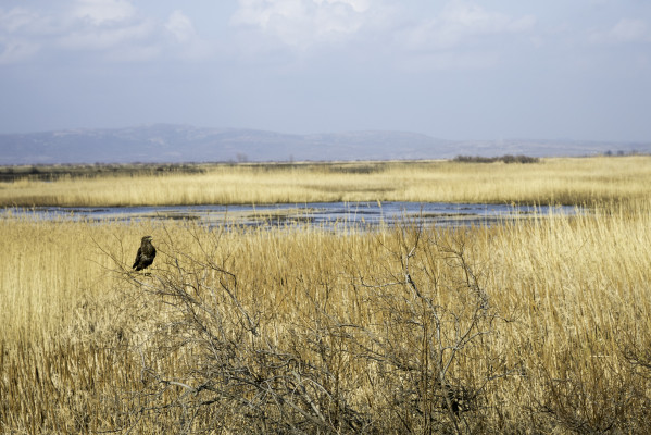Raubvogel im Evros-Delta
