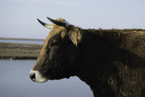 Kuhherde am Evros-Delta