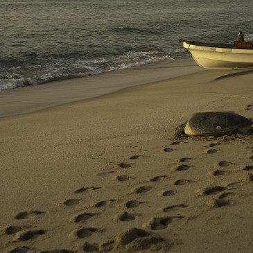 Meeresleuchten und Schildkröten im Sonnenaufgang