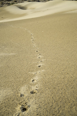 leave only footsteps