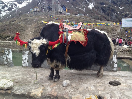 Yak