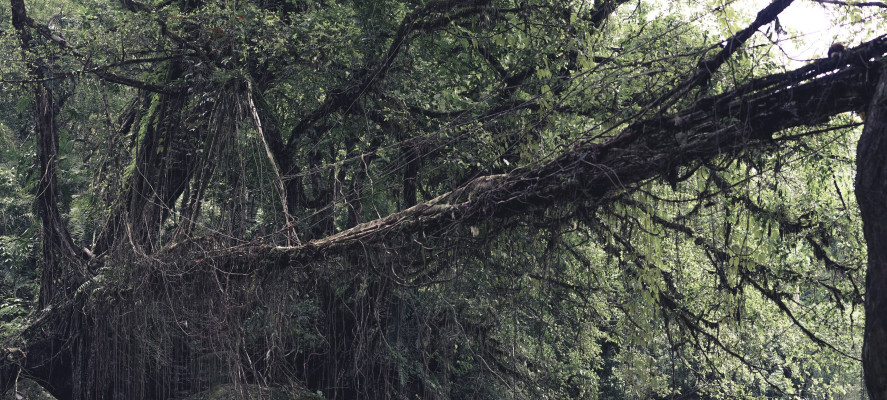 Brücken aus Wurzeln