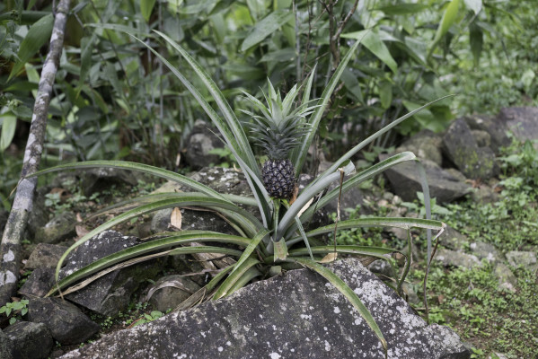ein bisschen Schlaraffenland