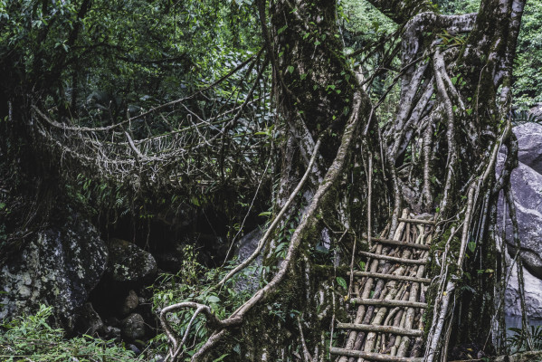 Brücken aus Wurzeln